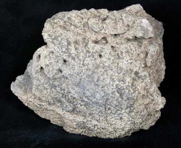Triceratops Head Shield Section - Montana #12927